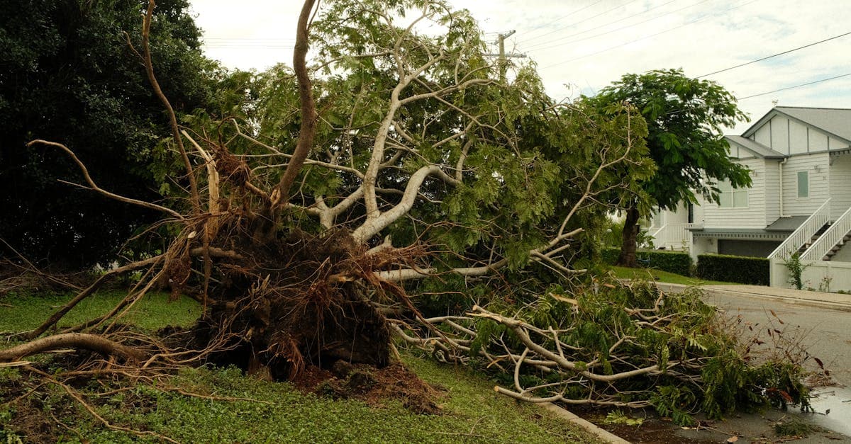 Cover Image for Your Tree Falls on Neighbor's Property: Are You Liable?